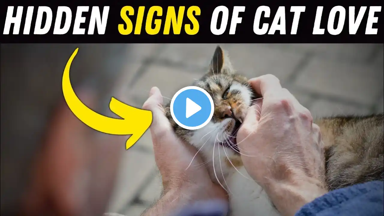 12 Secret Signs Your Cat Loves You But You Don't know