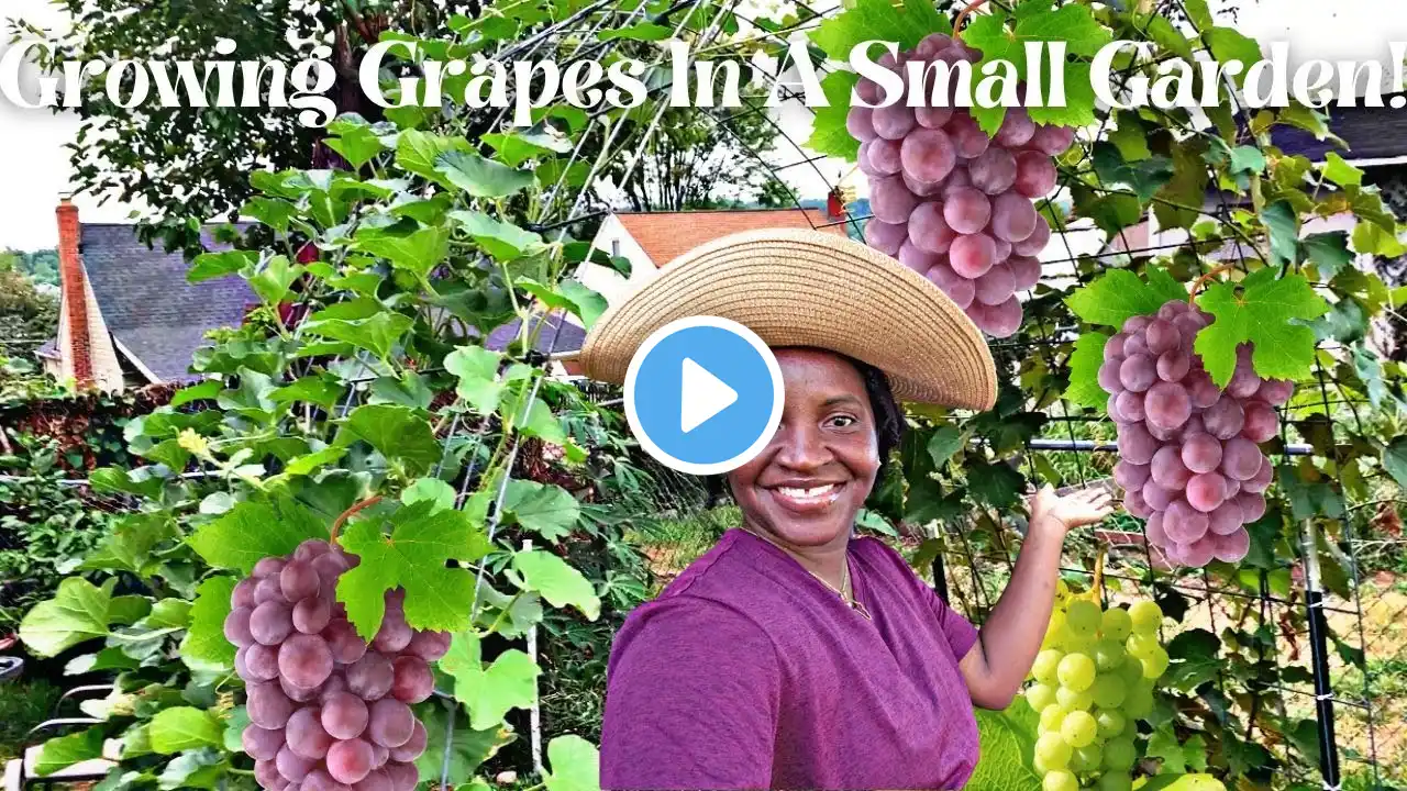 How to Plant Grapes: Tips for Growing in Ground & Containers | Fertilizers, Trellis Setup, and More!