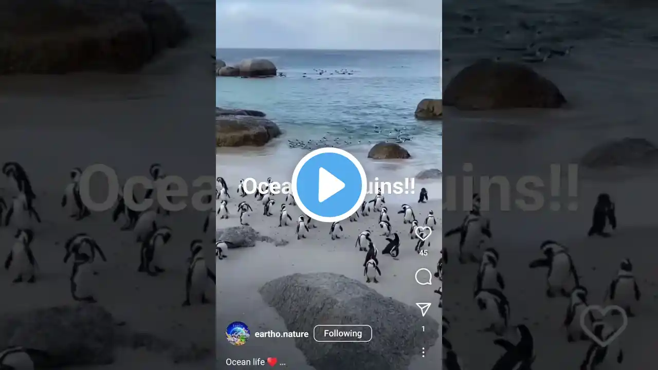 #ocean #penguin #animals #shorts #ytshorts #Dolphins