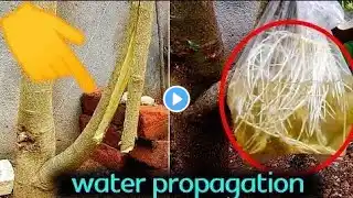 hibiscus plant water propagation || mandara plant air layering  Propagate HIBISCUS Plants in Water