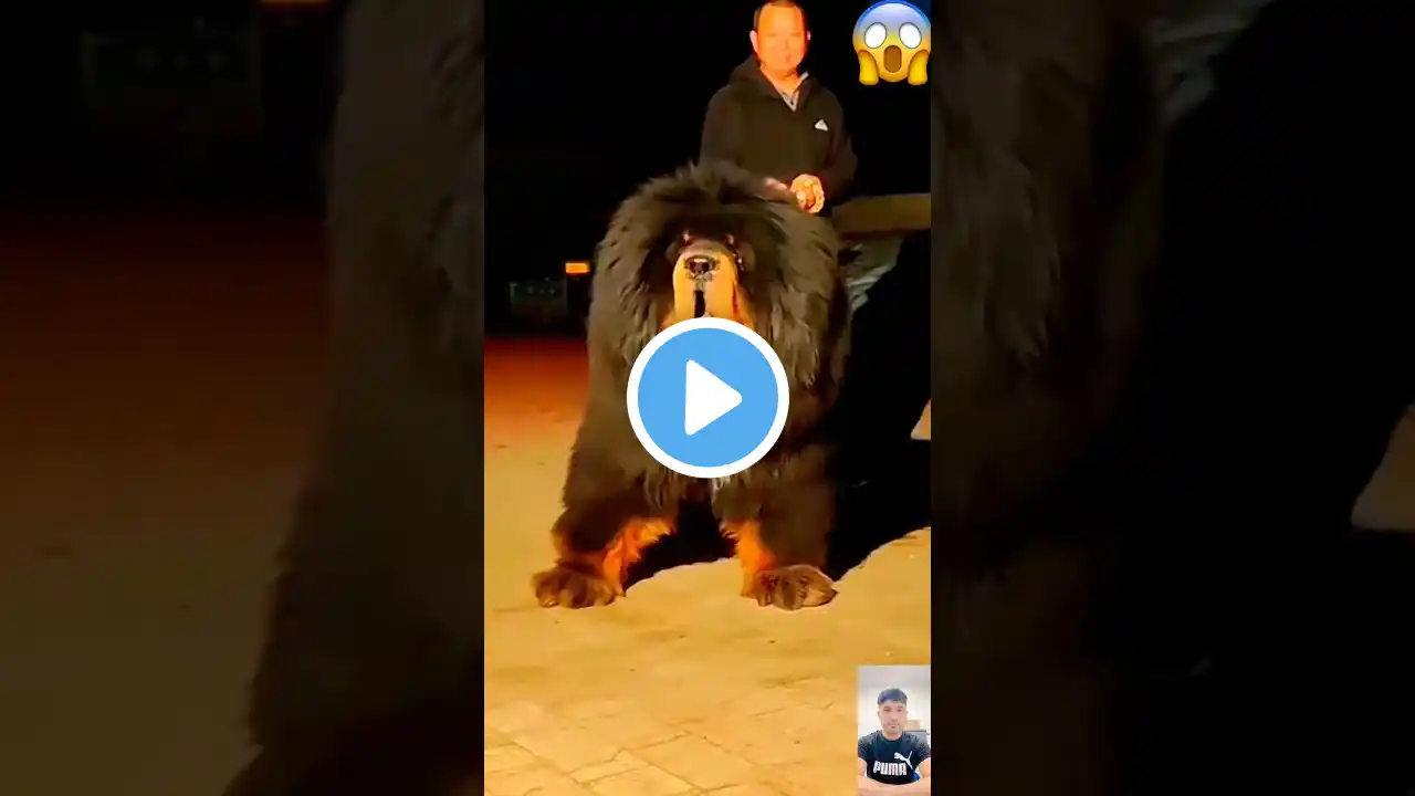 Tibetan Mastiff – The King of All Guard Dogs! 🛡️🐕