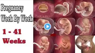 Pregnancy Week By Week || 1 - 41 Weeks Fetal Developments