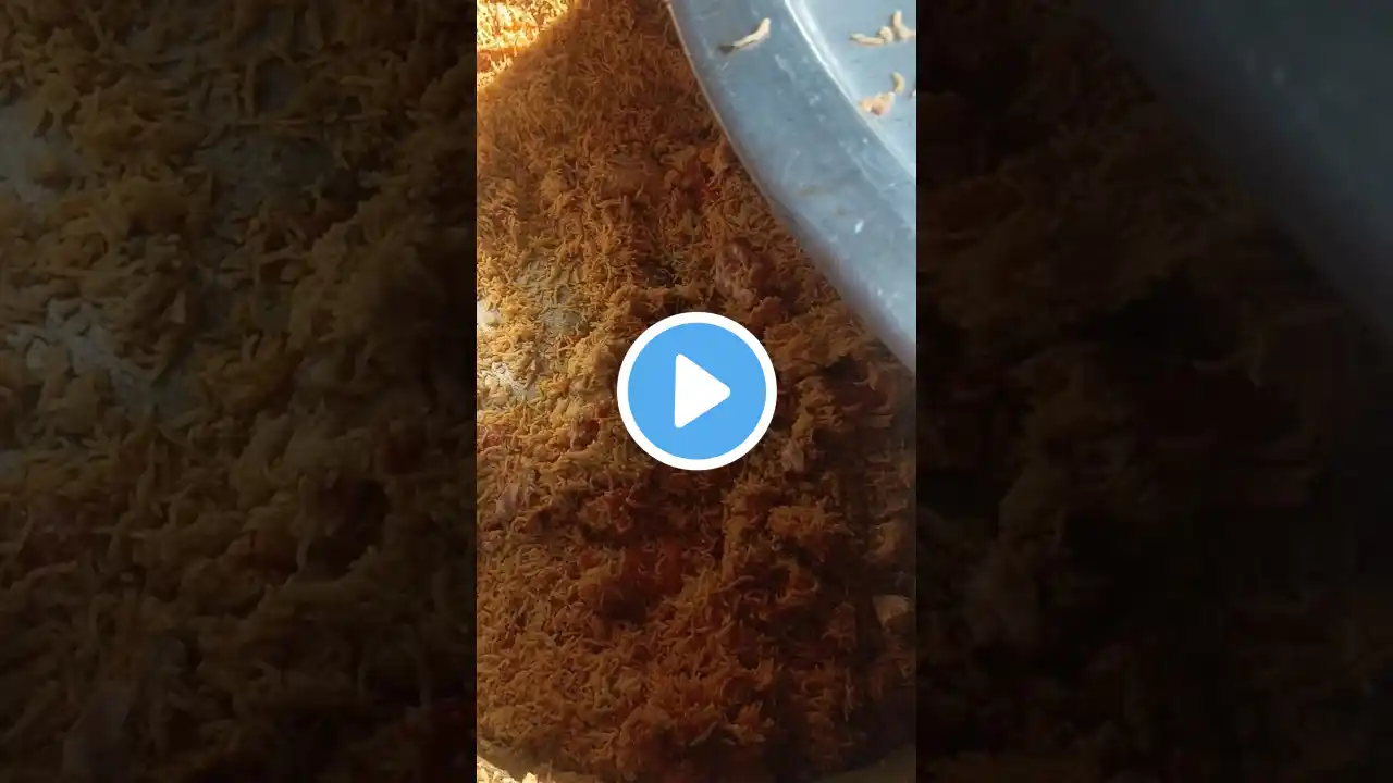 Chicken Briyani on Chennai Briyani #shorts #fastfood #cooking #asmr #foodie #briyani #chennai