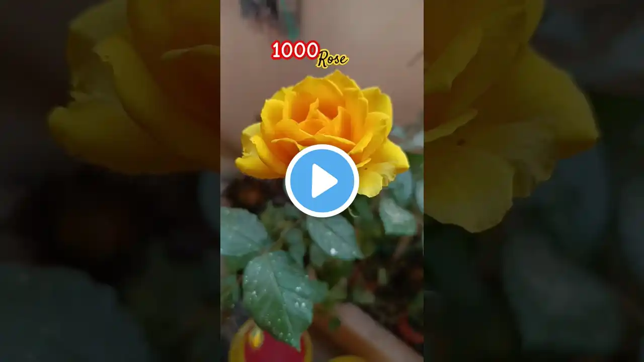 1000rose#gardening #subscribe #shorts #rose#plants