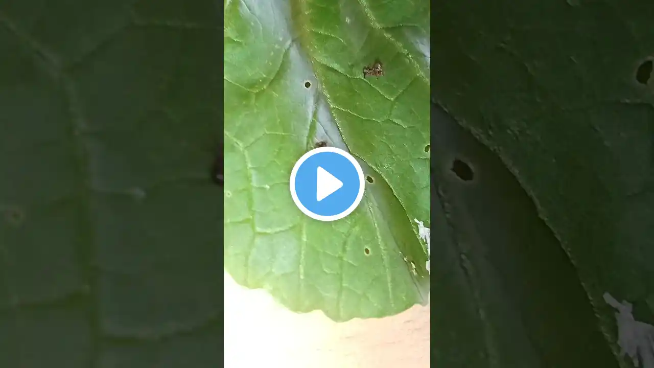 The very hungry caterpillar and other. The very hungry caterpillar video. #caterpillar, #animals