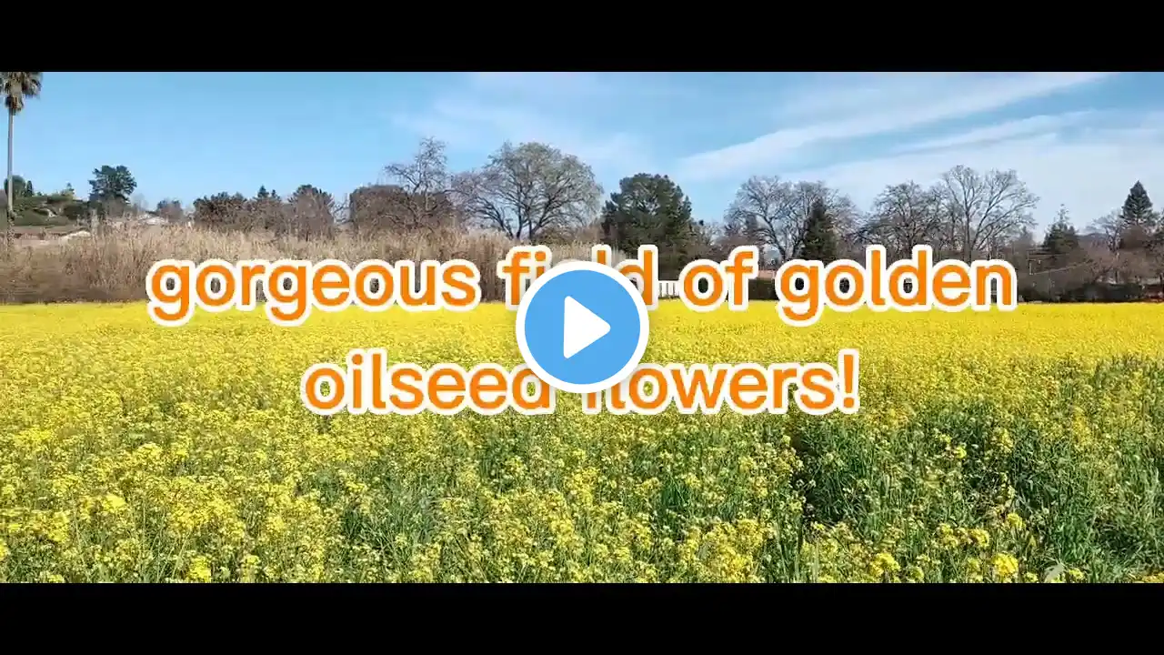 California wildflower fields in nature. #natureheals #shorts #oilseeds