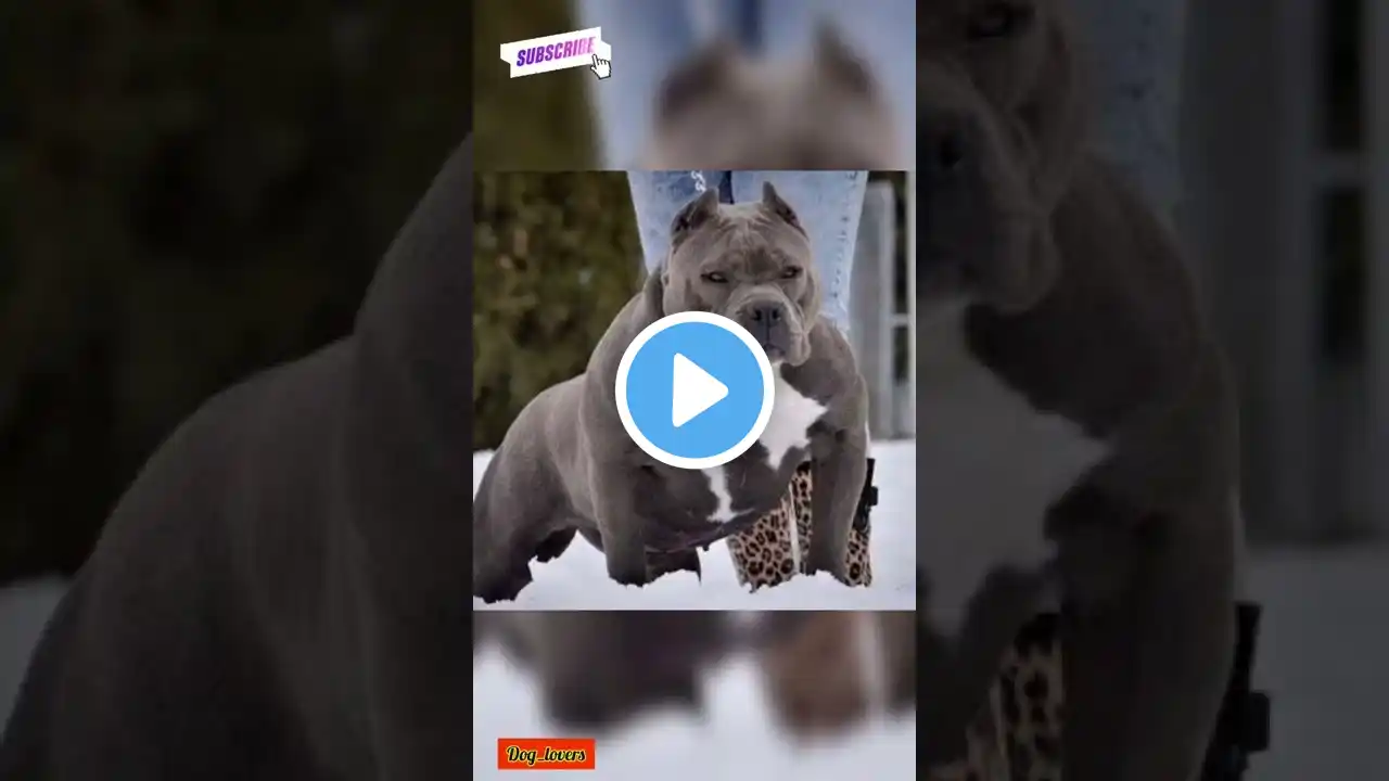 Pitbull dog lovers WhatsApp Status🔥💪 #shorts #pitbull