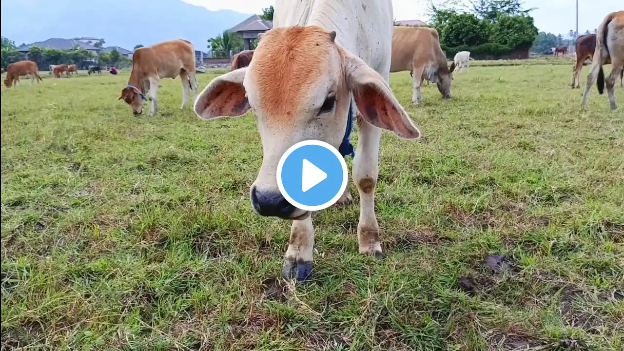 LUCUNYA!! Anak Sapi Lembu Memakan Rumput Di Persawahan Bersama Kawan Kawan Nya #fyp