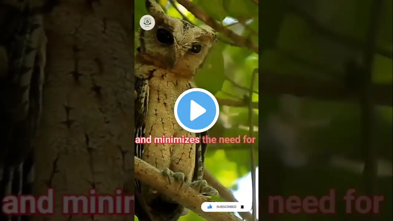Owls: The Silent Hunters of the Night! π¦π #Shorts #facts #animals #shortsfeed #sustainablesolutions
