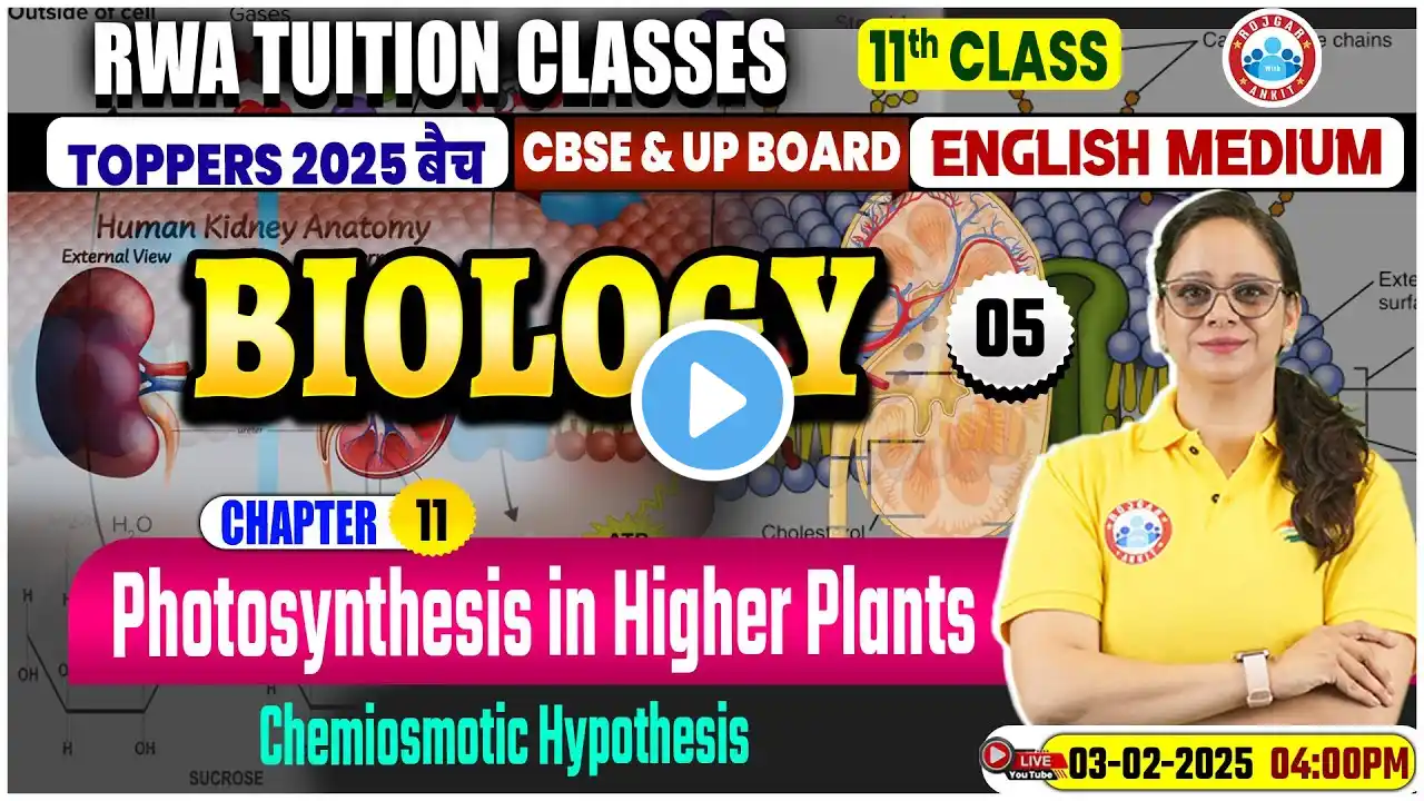 Class 11 Biology Chapter 11 Photosynthesis in Higher Plants | 11th Biology Imp Questions By RWA