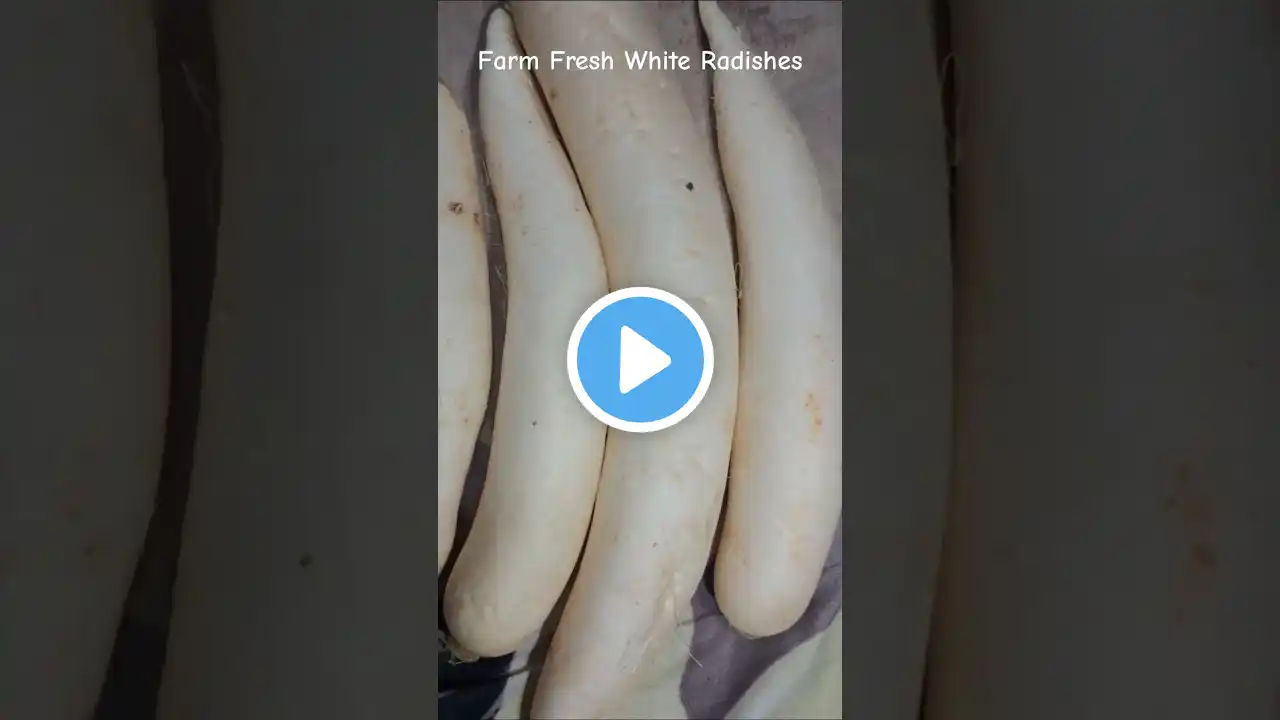 White Radish #youtubeshorts #shortvideo #shorts #video #trending #viralvideo #short #viralshorts#fyp