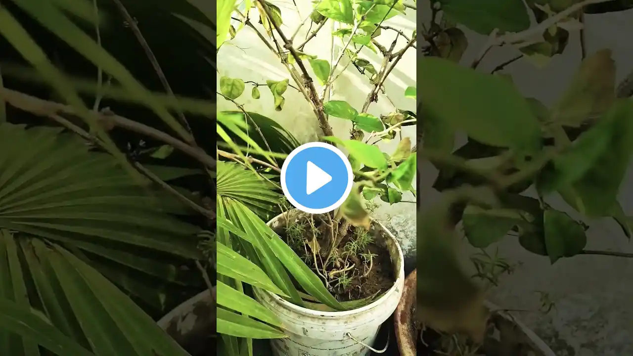 mogra ka podha #@hldexperiment #viralvideo #mograplant #gardening #shortvideos #trending