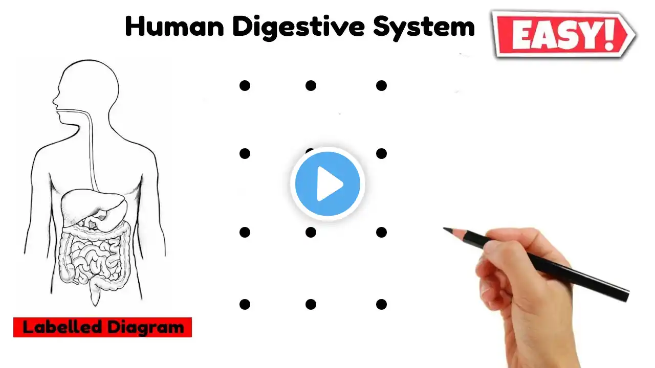 12 dots की मदद से human digestive system labelled diagram class 10 || मानव पाचन तंत्र चित्र