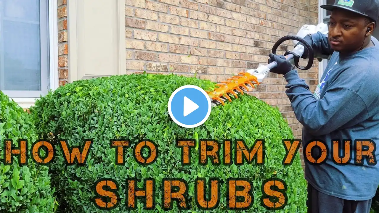 HOW to trim your Shrubs | FAST and EASY