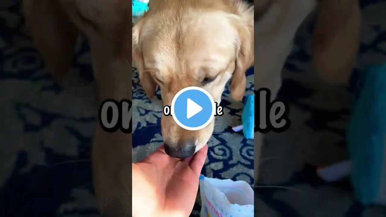 Adorable Dog Reacts To Birthday Surprise 🐶