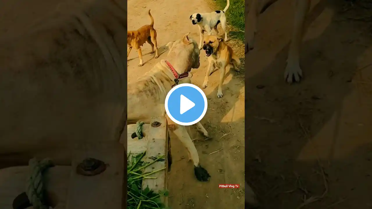 pakistani bully kutta vs street dog #shorts #dog #video #pitbullvlogtv