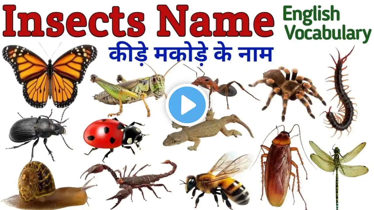 Insects Name in Hindi | कीड़े मकोड़ों के नाम | Insects Name with pictures | Insect name in English