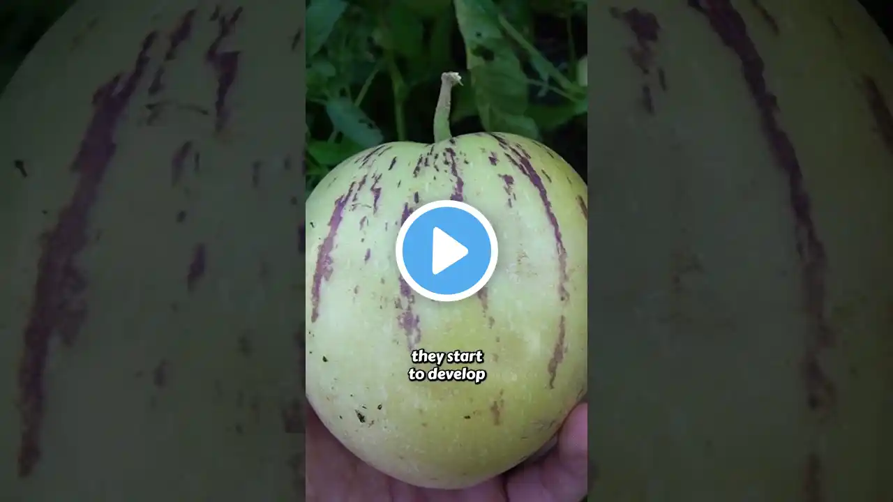 Tasty Melon That Keeps Growing Year After Year!