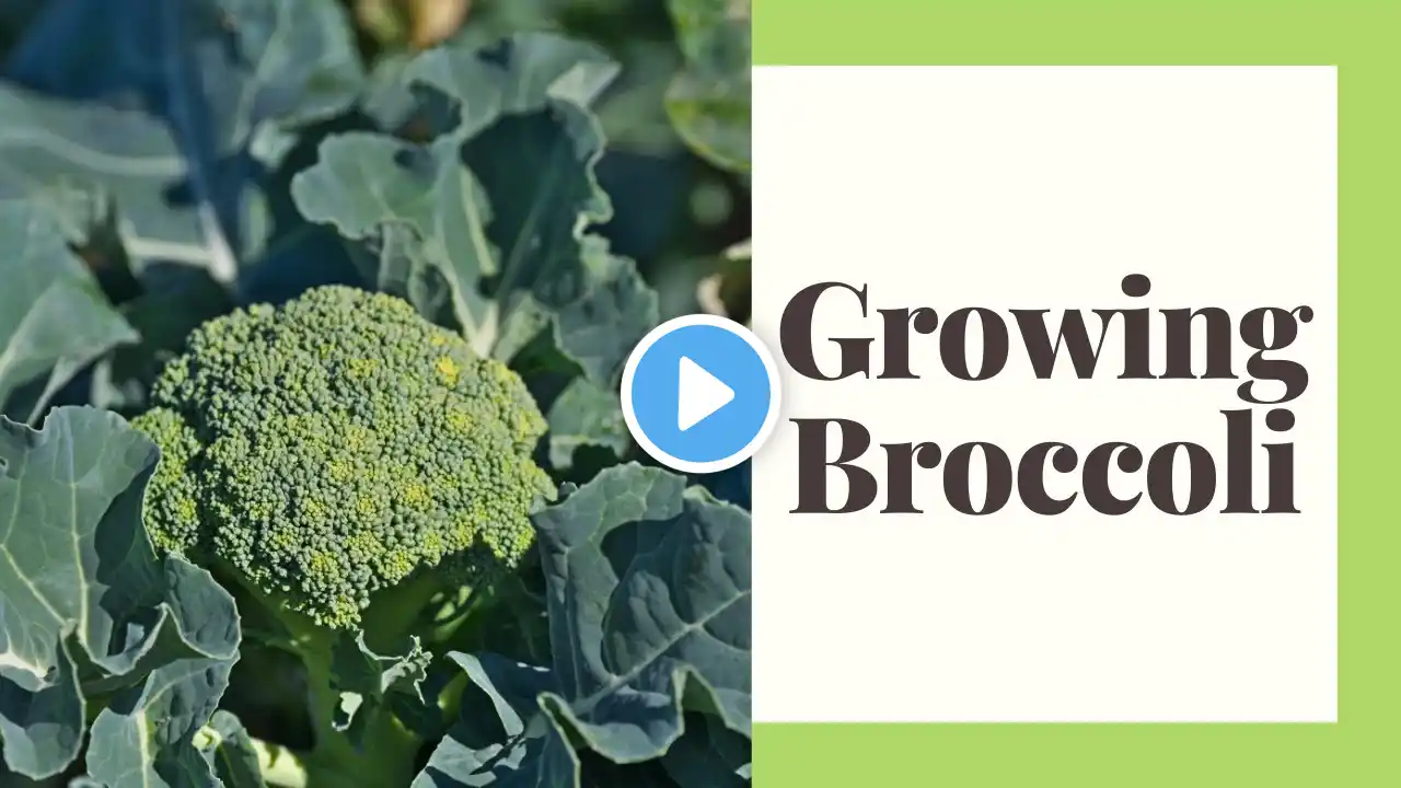 Growing Broccoli For Beginners in Zone 6