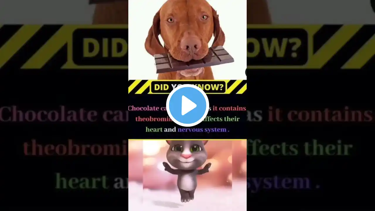 DYN 82 😱😯🧐chocolate can kill dogs ? #shorts #youtubeshorts #facts #amazingfacts