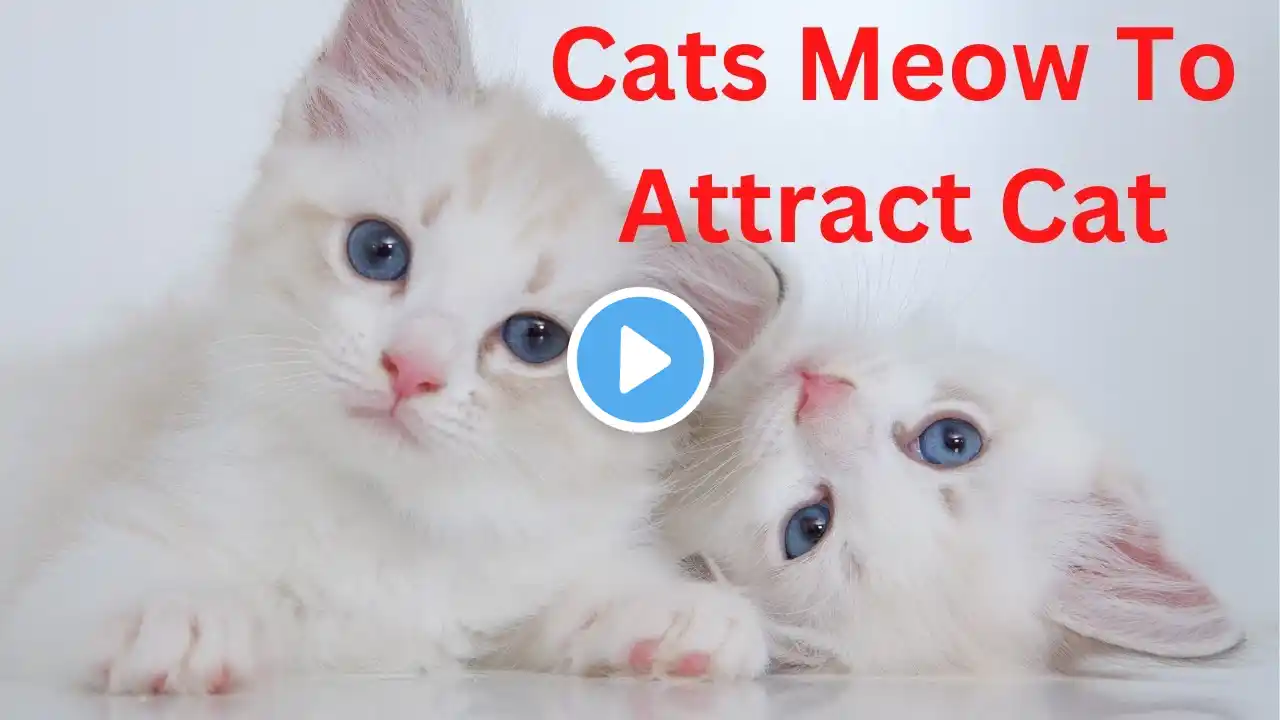 Cats Meow Sound to Attract Cat | Works 100% | Guaranteed