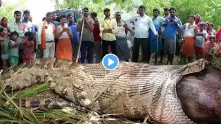 दुनिया का सबसे बड़ा सांप | The Biggest Snake In The World | Green Anaconda | Amazon Ka Green Anaconda