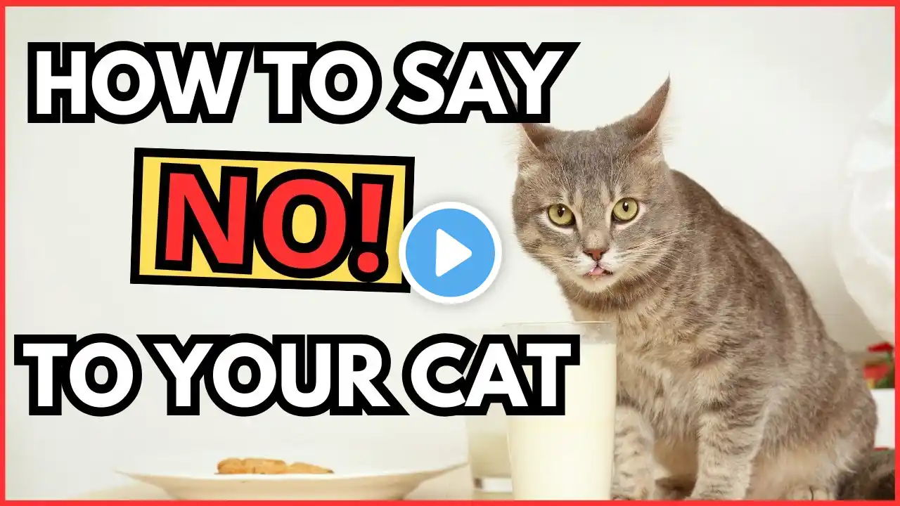 How to Tell Your Cat NO Effectively! (Must-Know Tips)