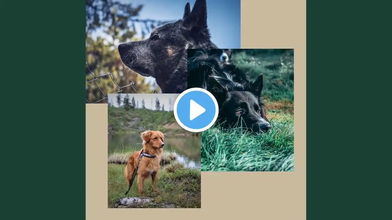 Background for Dreaming Pooches