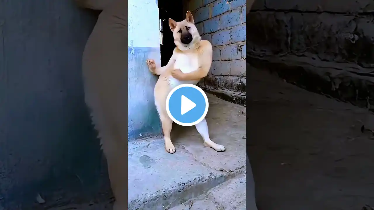 Dog सुन Khaega to yah dance karke dikha 🤣🤪🥰#shorts #funny #comedy #shortvideo