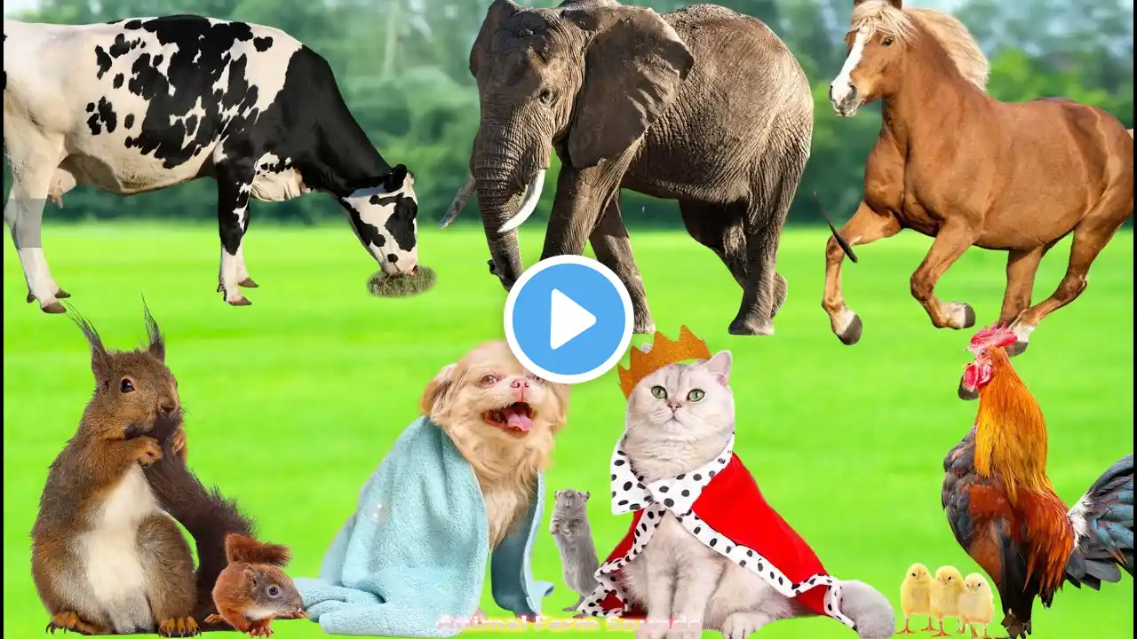 Colorful Animal World: Cow, Elephant, Horse, Squirrel, Chicken, Dog, Cat, Mouse - Animal Videos