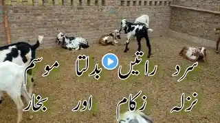 Bakri Ke Nazla Zukam Or Khansi Ka Ilaj | Goat Cold Flu And Cough Treatment | Goat Change Weather