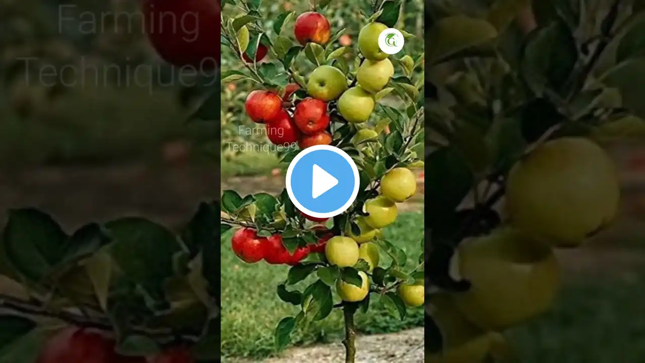 "Grow Apples at Home FAST & EASY | Best Tips for Big Harvest!" #ytshorts#youtubeshort #shorts