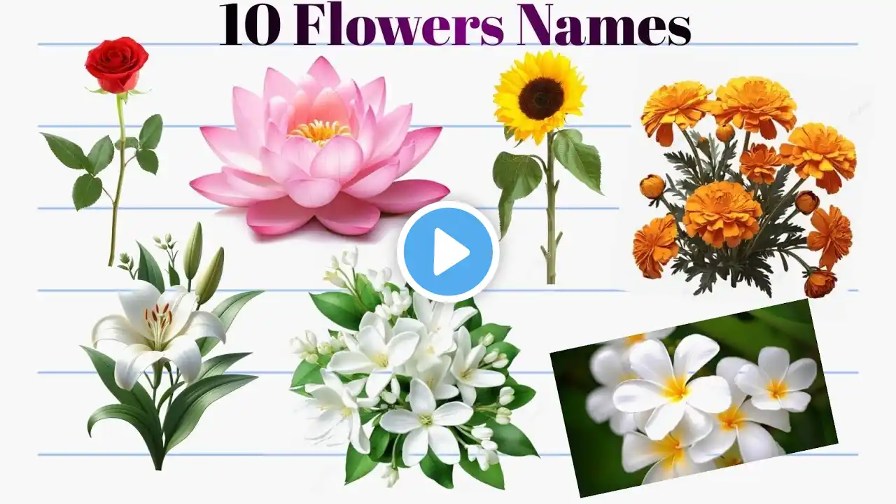 10 Flowers Names | fulon ke name | Rose, lotus, marigold, hibiscus, daisy, Sunflower |