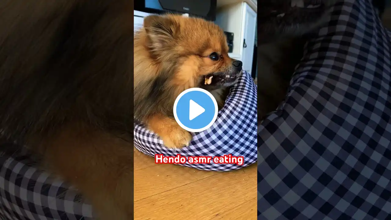 I gave my dog a bone #shorts #asmr #asmreating #asmrsounds #dogshorts #dog #trending