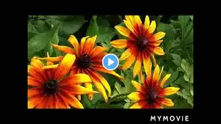 #Yellow Brick Cinema-Beautiful Relaxing Music,,Peaceful Soothing Instrumental Music,, ":::::::::::::