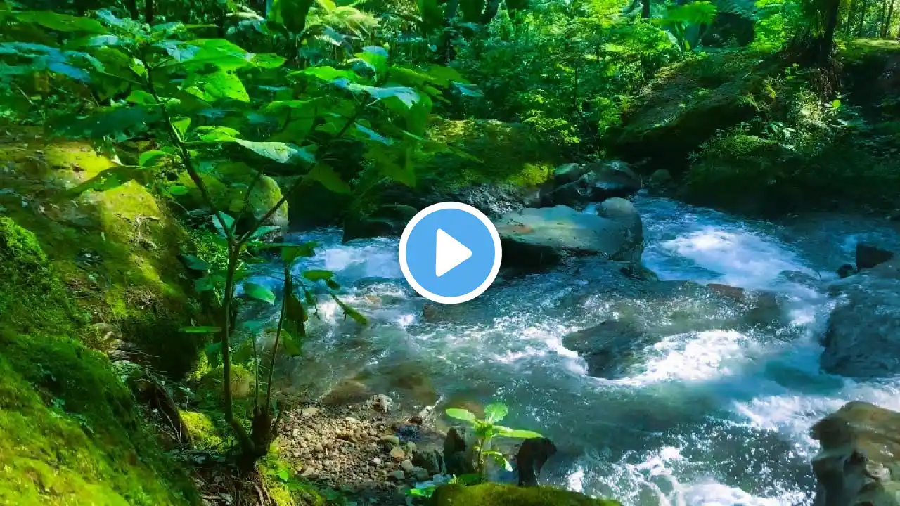 Peaceful River ASMR Live Stream | Nature Sounds for Sleep & Stress Relief #river #nature #relax