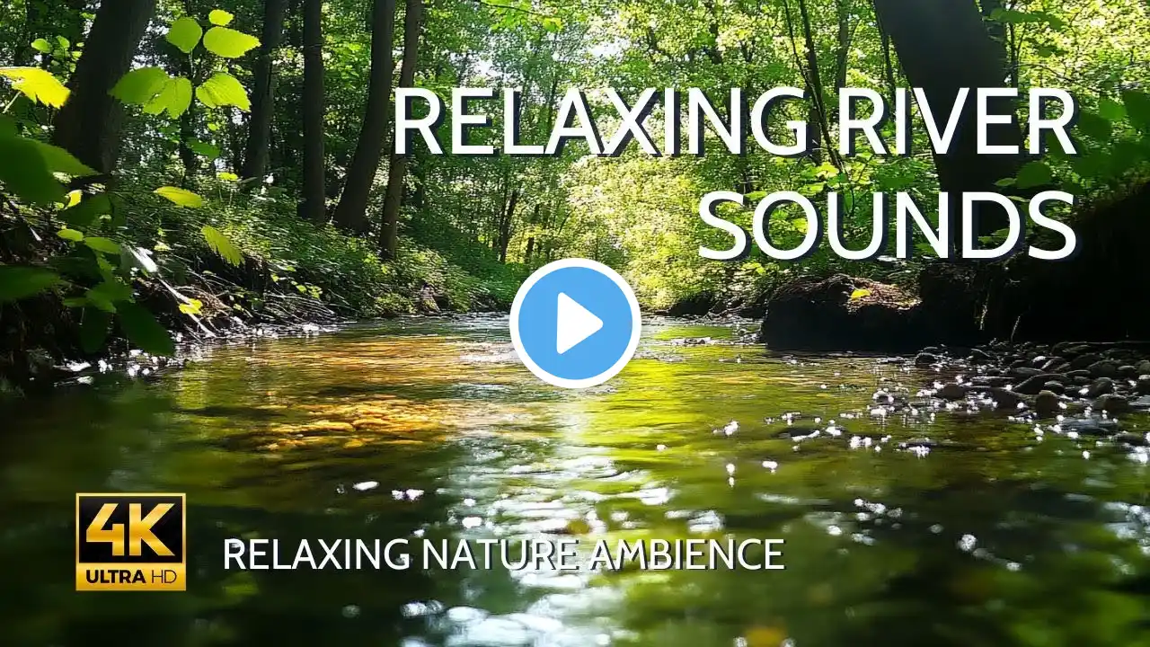 Relaxing Forest Sounds & Birdsong – Soothing Nature Ambience with Soft Piano for Meditation & Sleep