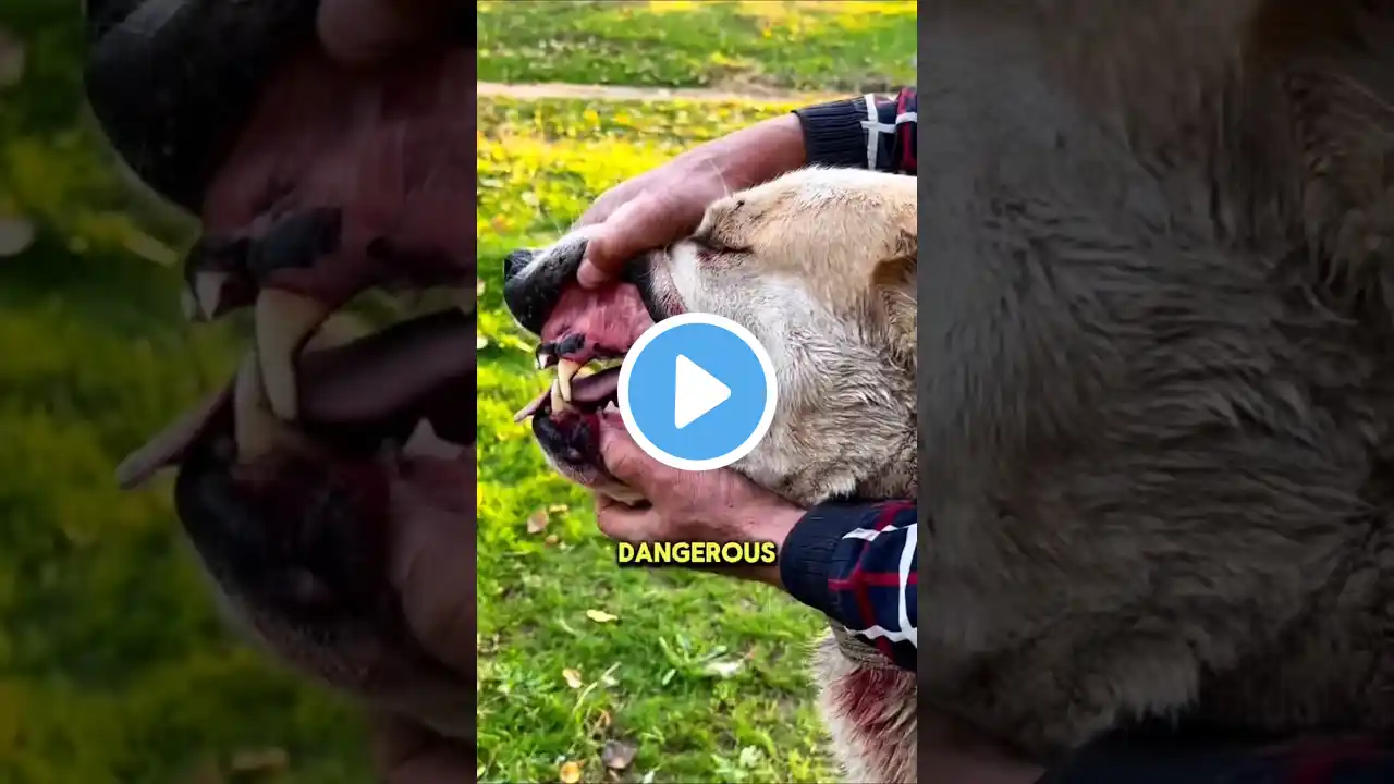 three most dangerous ЁЯШ│ тШая╕П dogs breeds!! #shorts