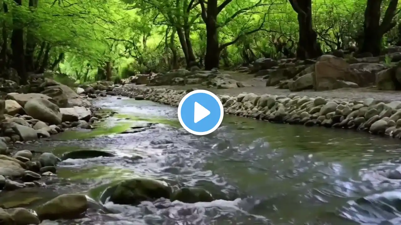 Fantastic Forest Melodi, Birds Singing, Water Flowing Sound for Sleep, ASMR