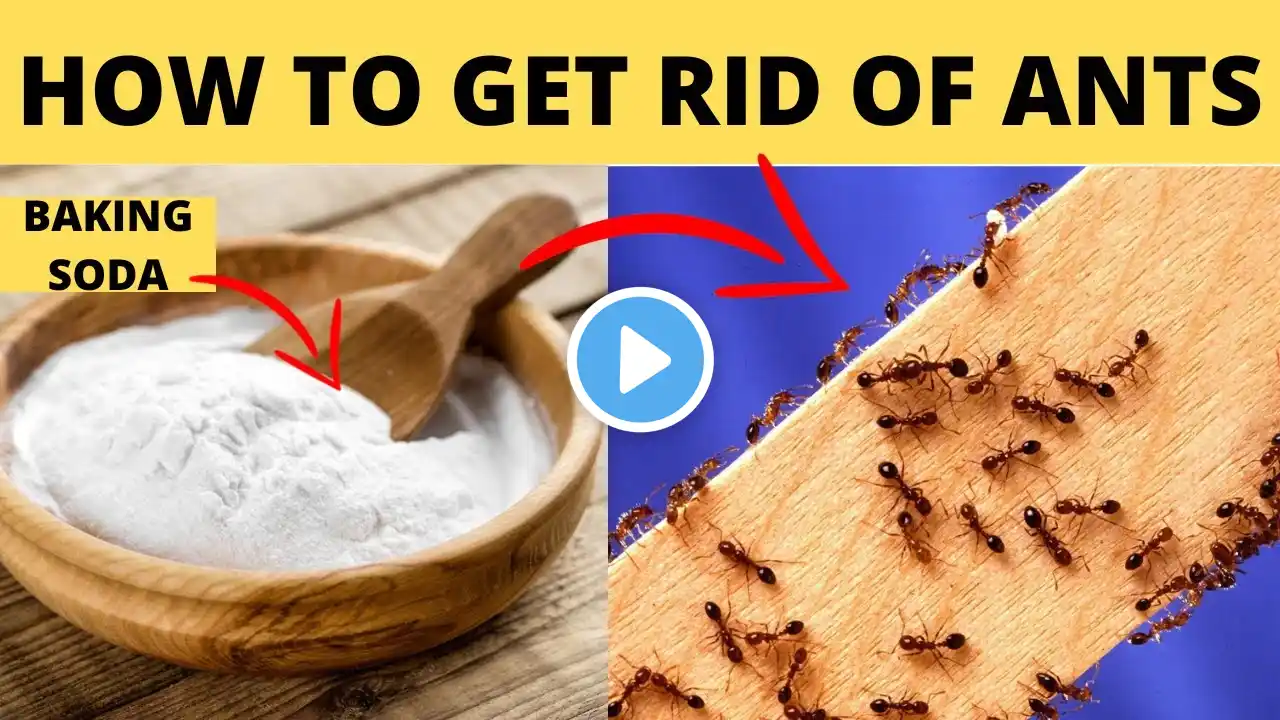 the best Way to Get Rid of Ants in House Permanently (In 2 Minute)