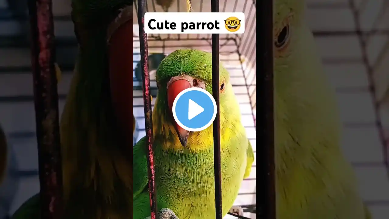 Cute Parrot😘🥰|#shorts #shortsfeed #trending #parrot #birds #shortvideo #short #viralvideo #funny