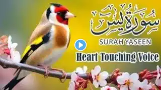 surah yaseen khubsurat tilawat |  video tilawat | very heart touching tilawat خوبصورت تلاوت