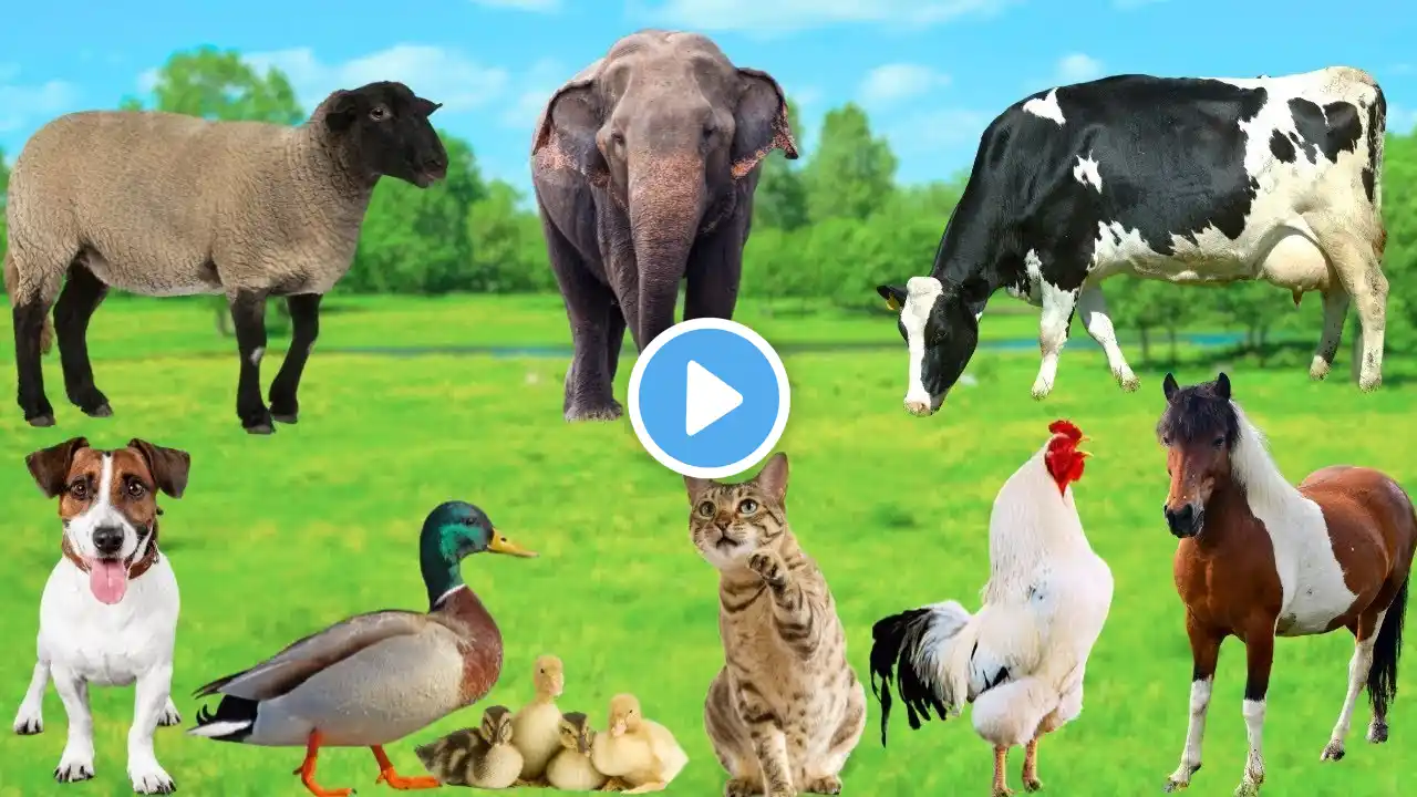 Cute Animals and Pets: Cow, Dog, Sheep, Cat, Chicken, Duck, Elephant, Horse - Cute Pet Sounds