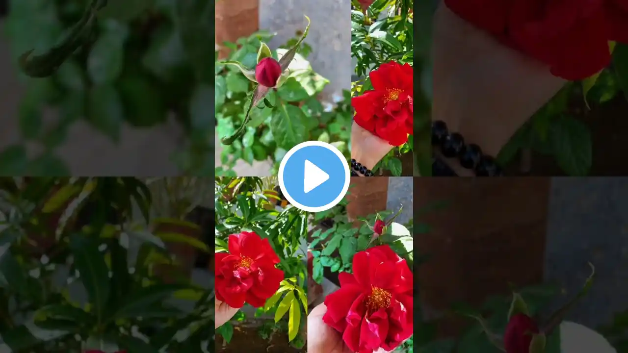 nature beautiful videos || BeautifulFlowers short video || Nature Beautiful #shorts #rose #flowers