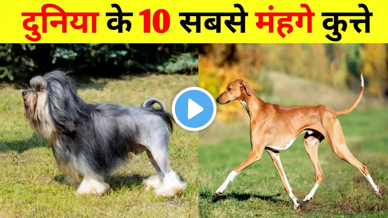 दुनिया के 10 सबसे महंगे कुत्ते ।। Top 10 Most Expensive Dogs in the World।। #backtobasics #dog