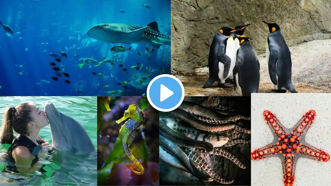 Kids Learning Video | Sea Animals Name for kids