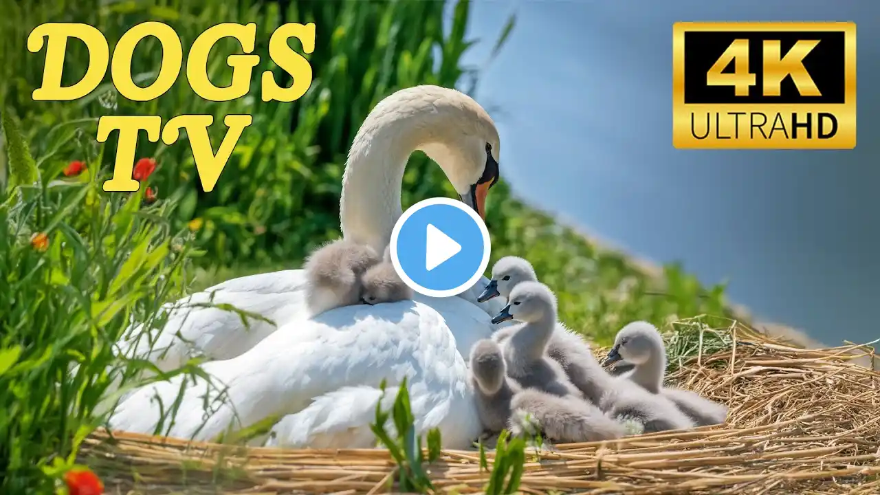 Relax Your Dog TV - 12 Hours of Dogs, Chicken, Bird, Duck, Farm and Calming Music for Pet to Watch