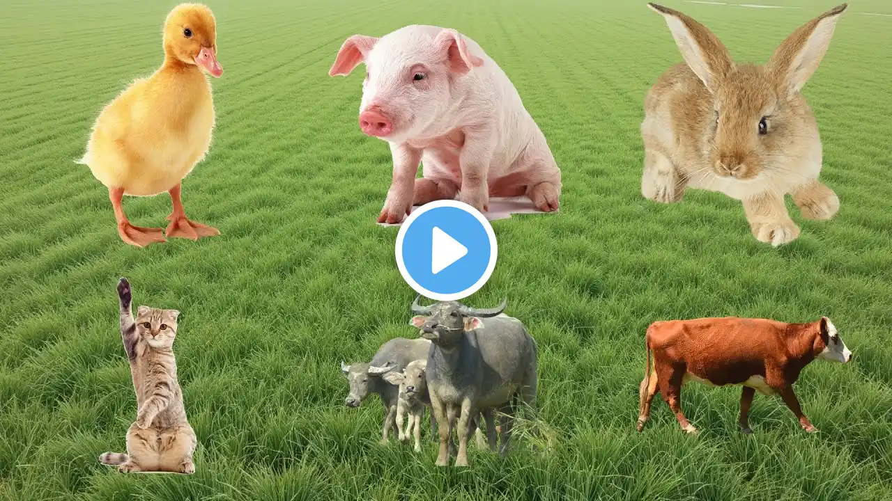 The Beauty of Farm Animals: Duck, Pig, Rabbit, Cat, Buffalo, Cow - Cute Pet Sounds