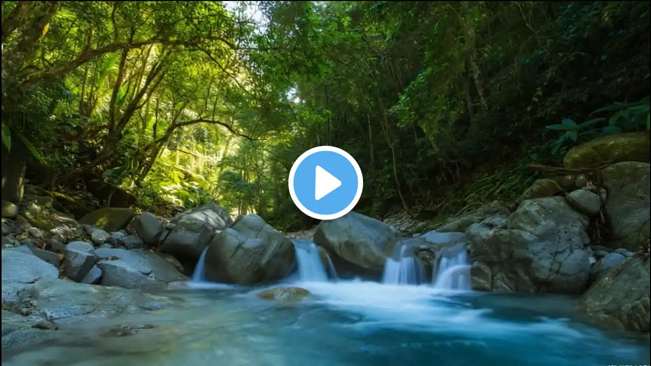 River Nature sounds of birds, peaceful River stream in the green forest, Birdsong turquoise river