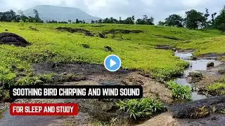 Soothing bird chirping and wind sound with beautiful nature scene for sleep and study